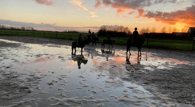 The Horse Farm