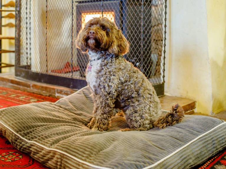 Fully equipped wonderful cottage with barbecue & yard | Dogs allowed — photo 4