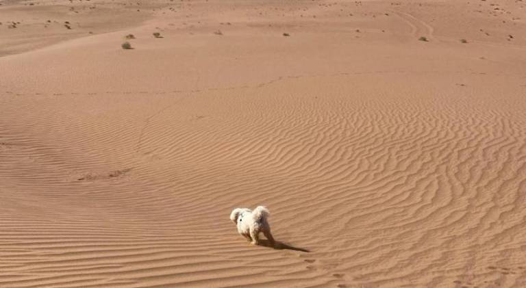 Desert Family Camp — photo 4