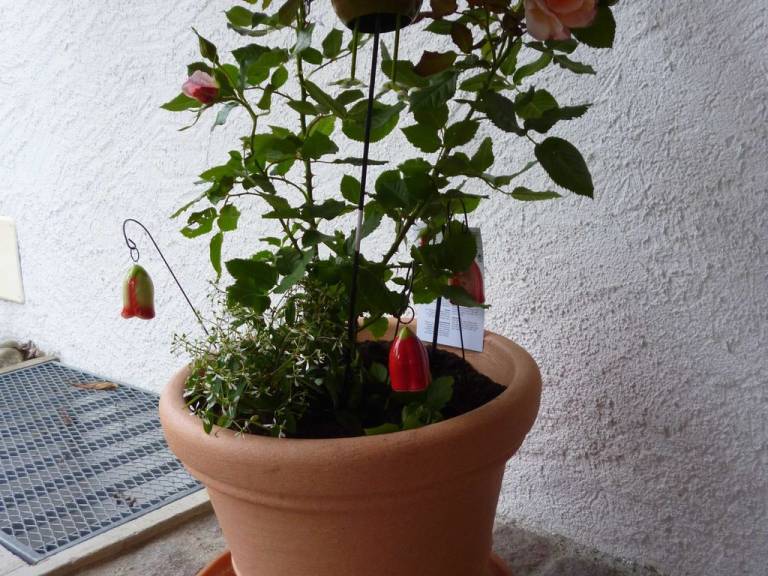 foto13