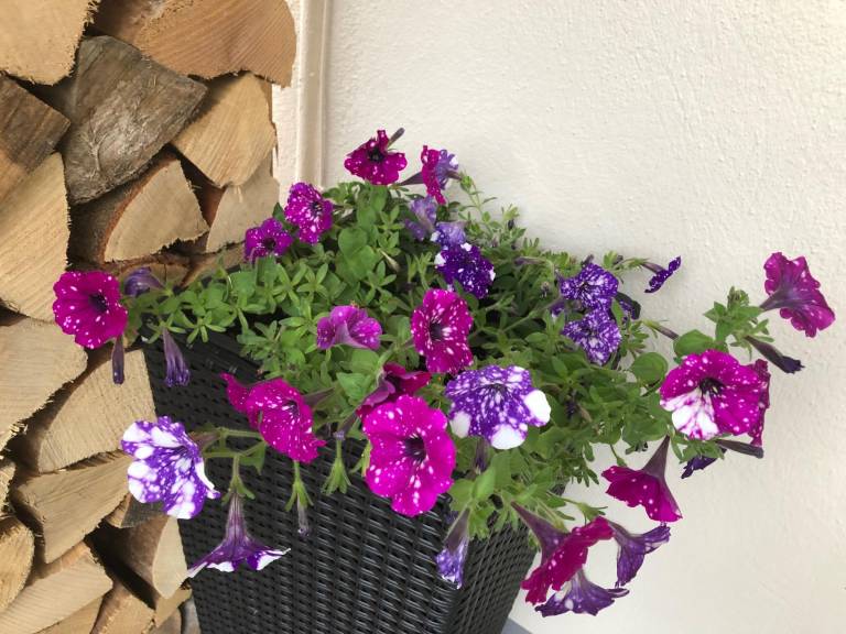 foto12