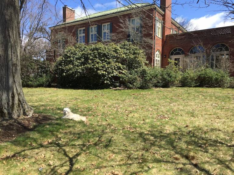 House Falconer