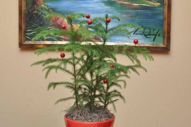 foto18