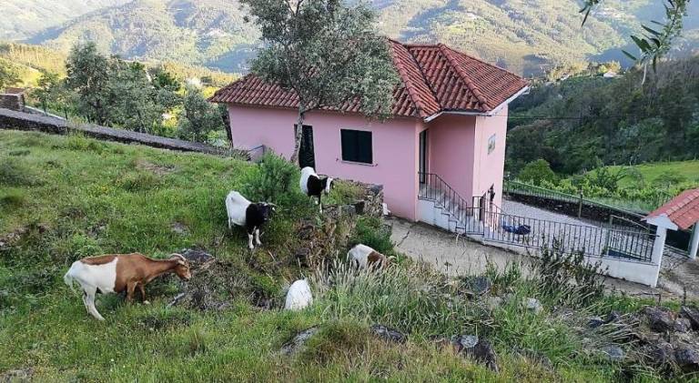 House with patio, yard & barbecue | Suitable for remote work in Viseu