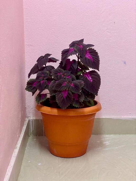 foto11