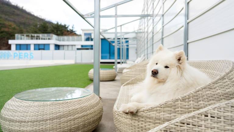 Gyeongju Purspet Dog Pension — photo 3