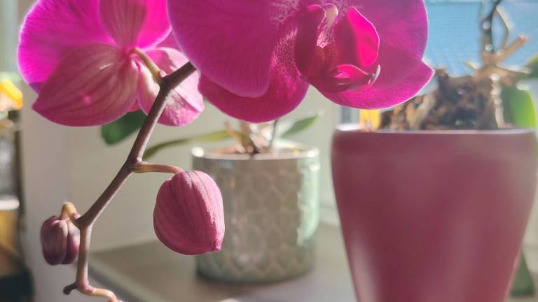 Ferienwohnung in Bad Ischl für max. 4 Gäste