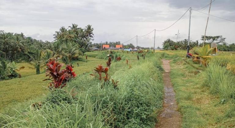 Maha House Mid of Ricefields — photo 3