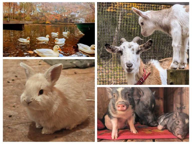 Pets welcome Nasu Queen's — photo 5