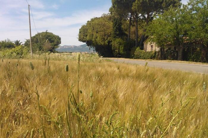 Podere i Girasoli: Michelangelo — photo 4