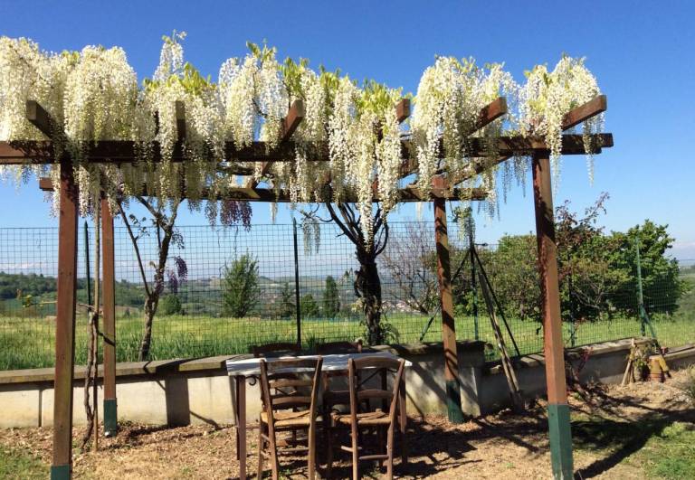 Azienda Agricola Stra: Casa Pianezzo Dogliani — photo 4