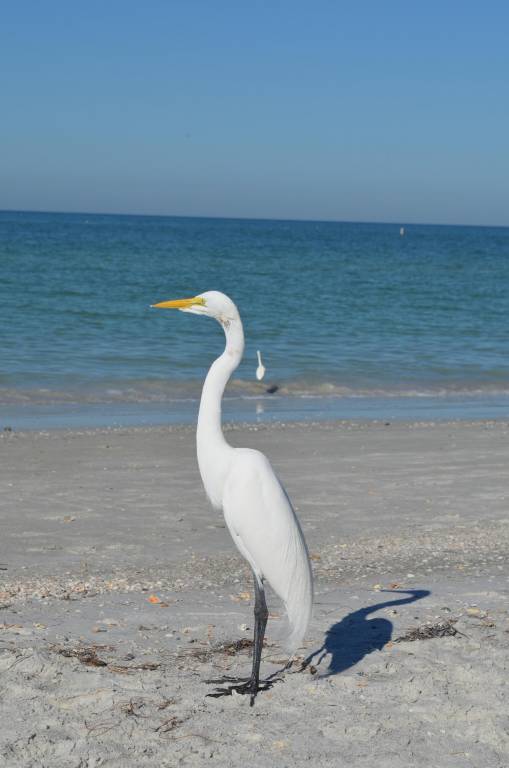 Condo  Indian Shores