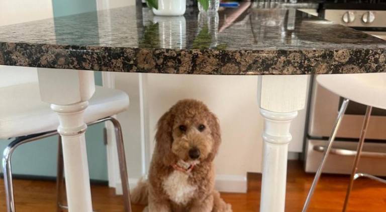 Lovely vacation home | Dogs allowed — photo 5