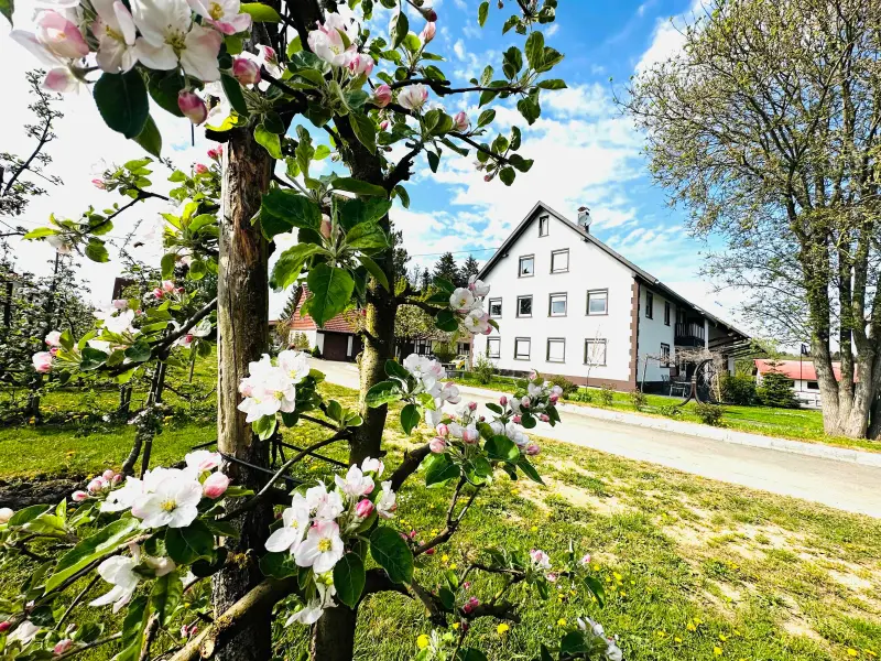 Ferienwohnung  Friedrichshafen