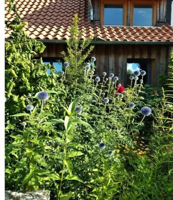 Ferienhaus Hitzacker (Elbe)