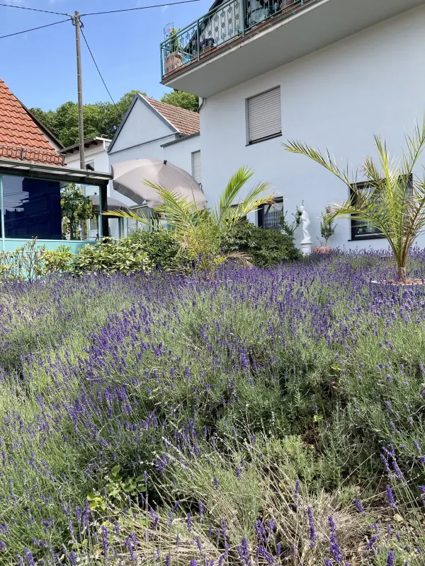 Ferienwohnung  Bad Soden am Taunus