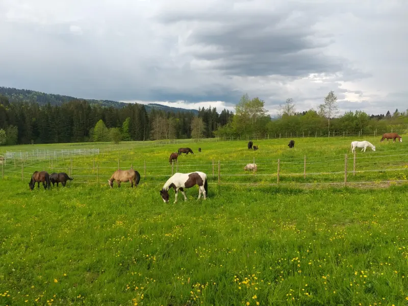 Apartment Weiler im Allgäu