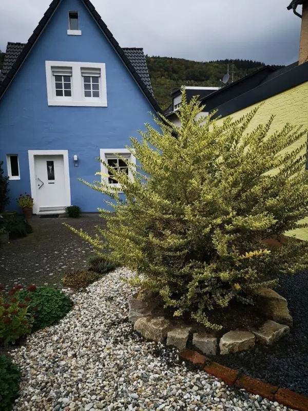 Ferienhaus  Zeltingen-Rachtig