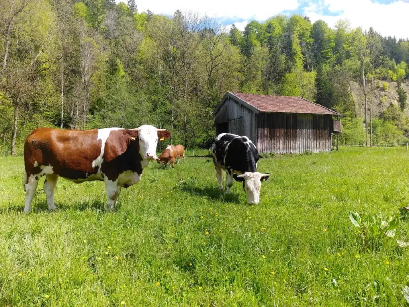 Ferienwohnung  Holzkirchen