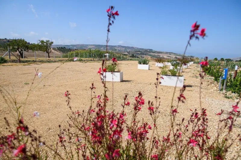 Agriturismo Naro