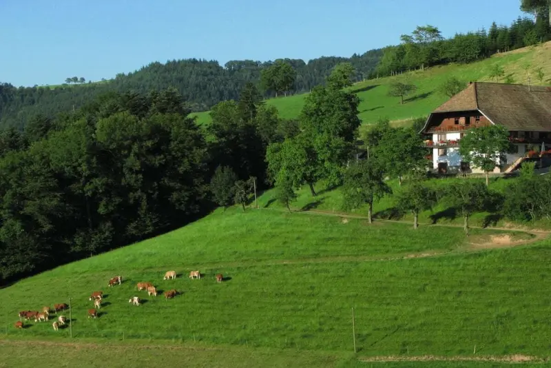 Ferienhaus  Friesenheim