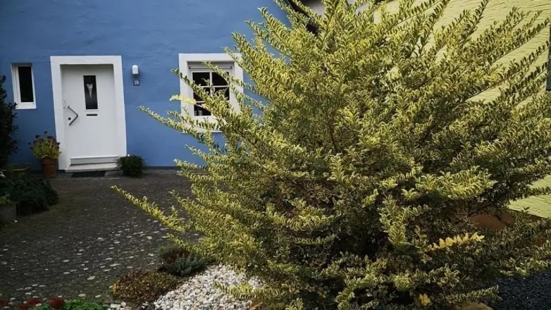 Ferienhaus  Ürzig