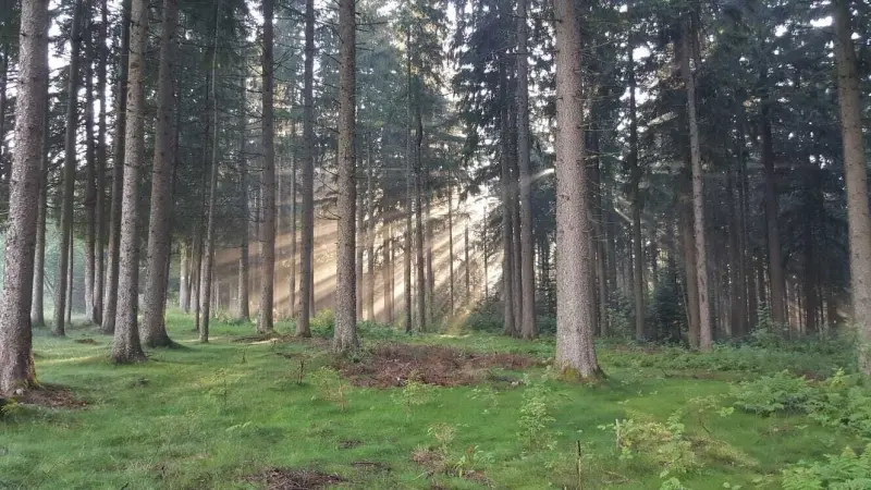 Ferienwohnung Schönwald im Schwarzwald