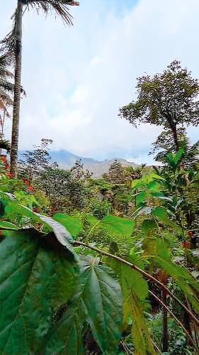 Farmhouse  Munnar