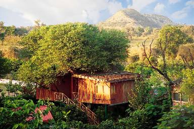 The Tree House Resort