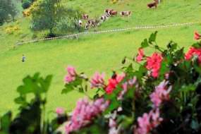 Ferienwohnung Haslach im Kinzigtal