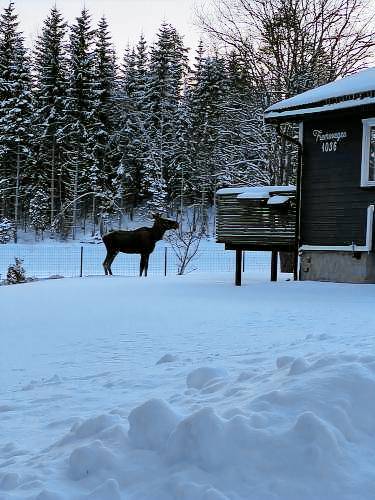 Bed & Breakfast  Trondheim