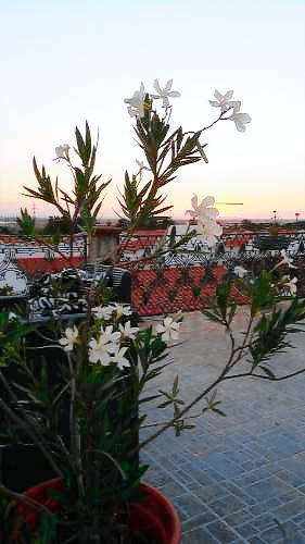 Casa Ferreira do Alentejo