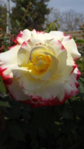 foto9