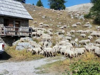 Appartement La Foux d'Allos