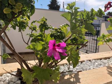 House  Torre Mozza