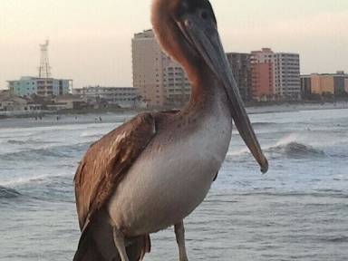 Condo  Atlantic Beach