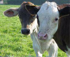 Ferienwohnung Kaufbeuren