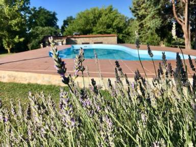Podere Bello: Il Gufo