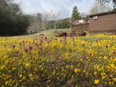 Cabin Lake Isabella