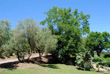 Maison de vacances  Pietra-di-Verde