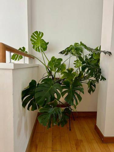 Bed and breakfast  Central London