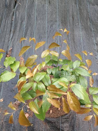 foto14