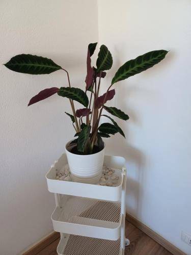 foto10