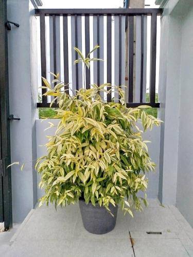 foto13