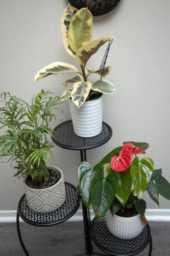 foto17