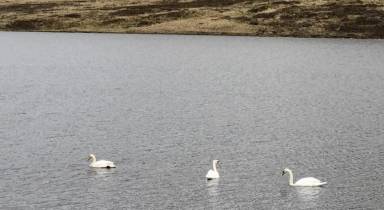 Scalloway Caravan Park