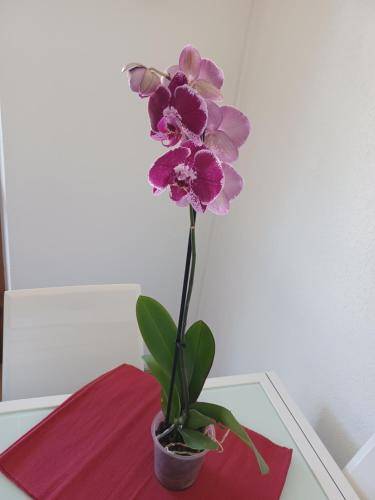 foto7