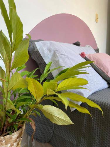 Appartement Lapa