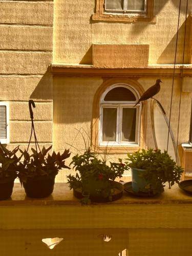 Apartament  Aleksandria